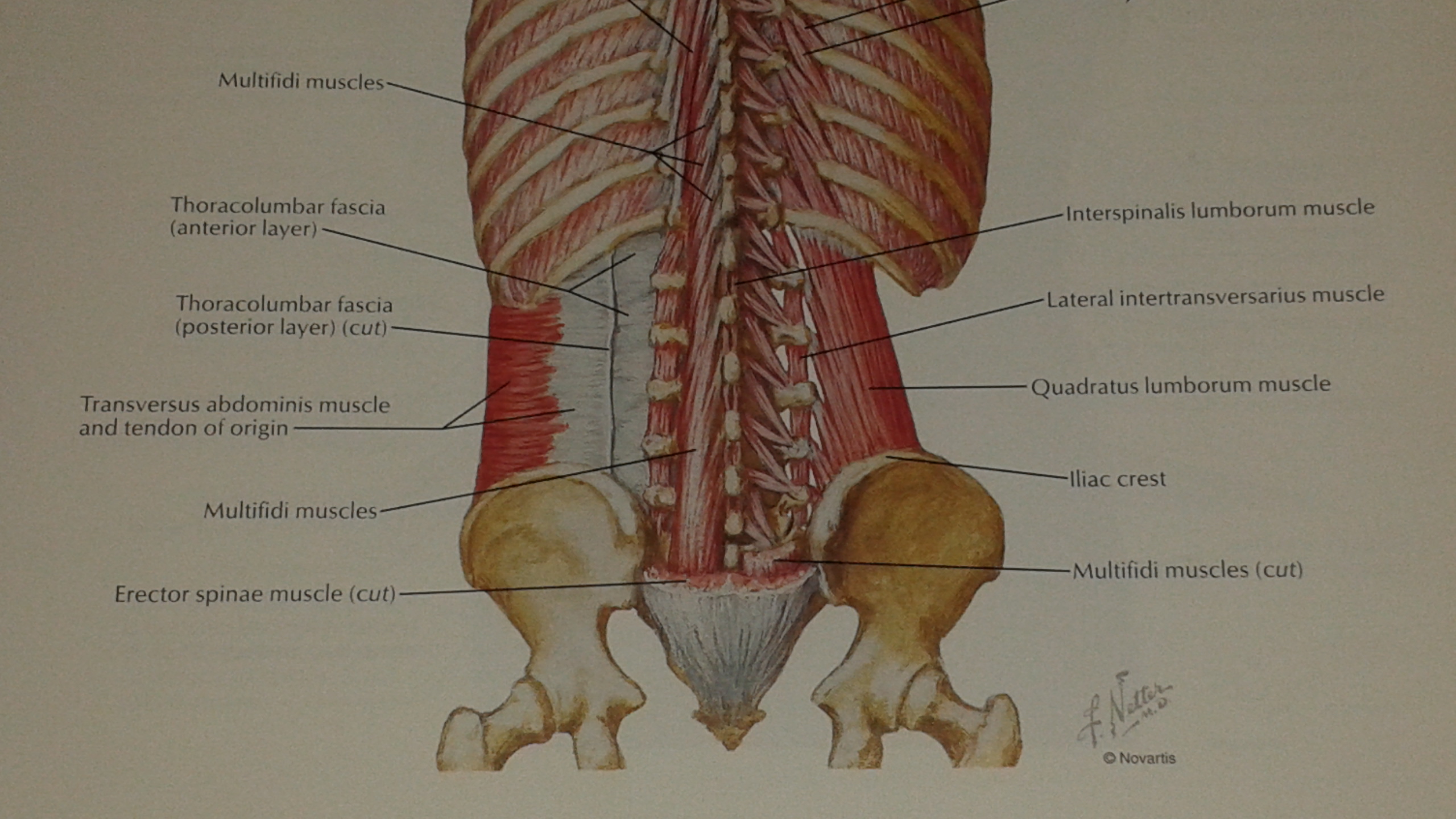 lower back anatomy pictures