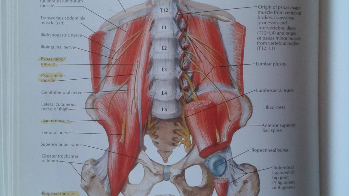 Femoral muscle